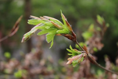 Fagus sylvatica 'Cristata' - buk lesní - jarní pučení (1)